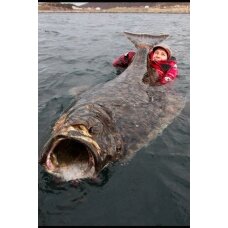 Guminukas jūrinis Kinetic Big Bob 730g 40cm Fancy Cola Menkės mailius BIG Halibutų Didelių Menkių Žvejybai Norvegijoje