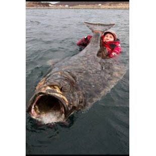 Guminukas jūrinis Kinetic Big Bob 730g 40cm Gadus Margosios Menkės mailius BIG Halibutų Didelių Menkių Žvejybai Norvegijoje 1