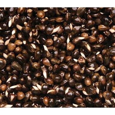 Kanapių sėklos Dynamite Baits Frenzied Hempseed 2.5L