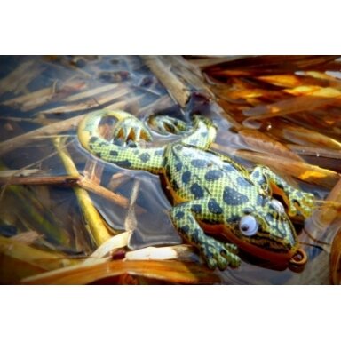 Riperiai Guminukas Varlė Froggy su kablio apsauga neužsikabinantis už žolių Riperiai Guminukas Varlė Froggy su kablio apsauga neužsikabinantis už žolių