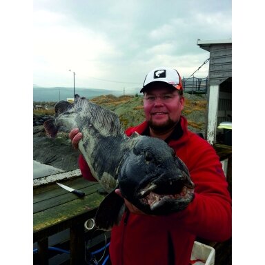 Sistema jūrinė Daiwa Grandwave Rattlin Wolffish Vilkžuvėms