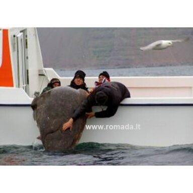 Sistema jūrinė Halibut strong į Norvegija su trišakiu 300g Fosfo RED Camo